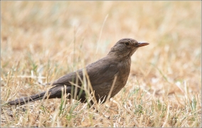 <p>KOS ČERNÝ (Turdus merula) /Common blackbird - Amsel/</p>